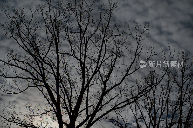 光秃秃的树枝剪影和不祥的阴森的天空