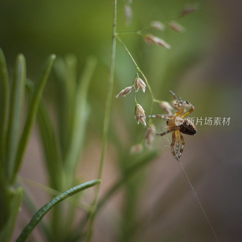 小蜘蛛织网的自然图像