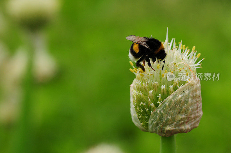 大黄蜂在洋葱花，英国