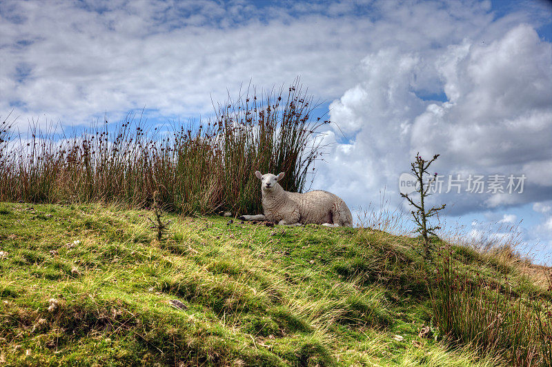 绵羊躺在威尔士的山坡上