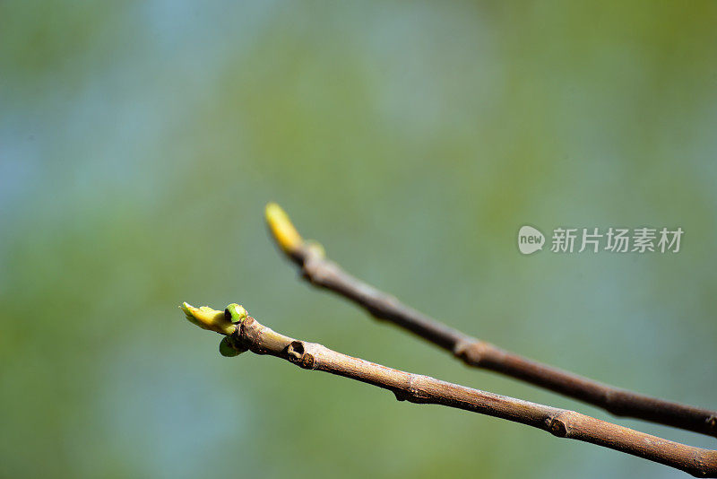 无花果树树枝