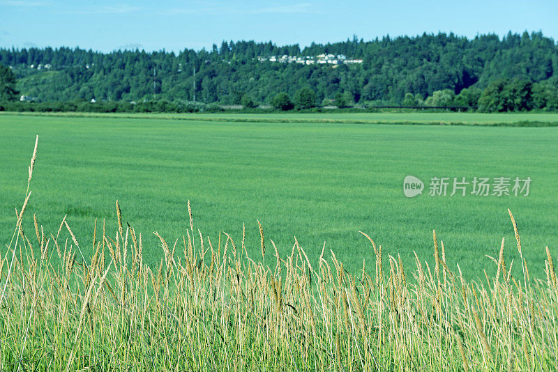 华盛顿州史诺霍米什山谷上方的住宅开发