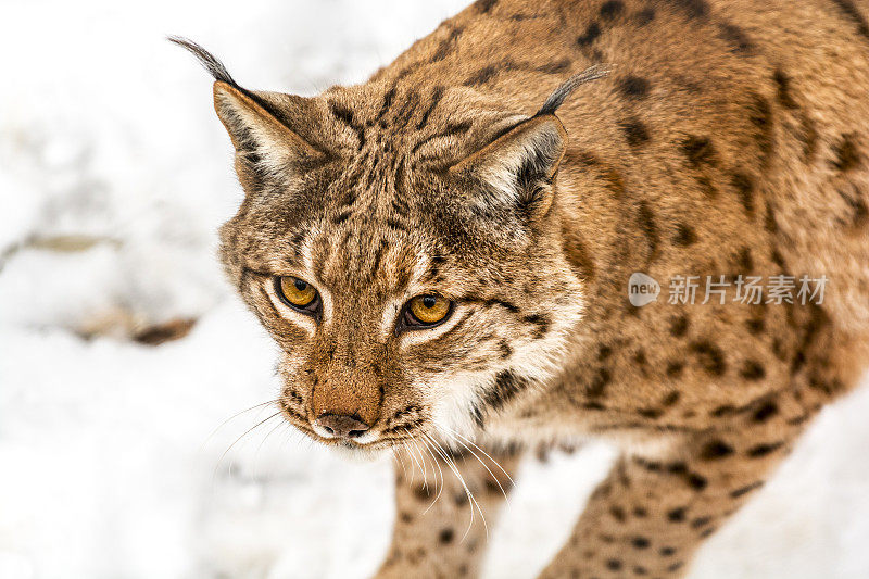 雪上猎食猞猁的特写