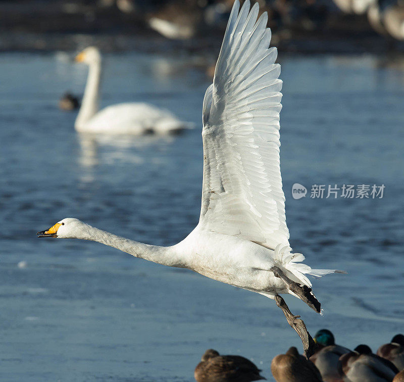 大天鹅