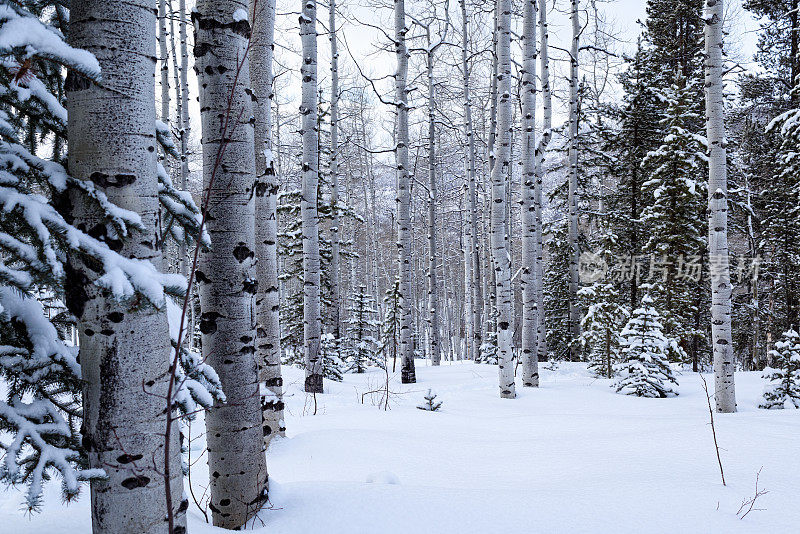 白杨树景观