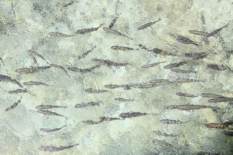 许多游泳的鱼在清澈的水逆流克罗地亚