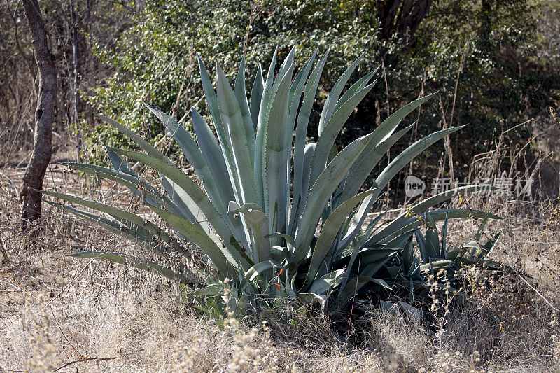 剑麻植物(龙舌兰)生长在赞比亚