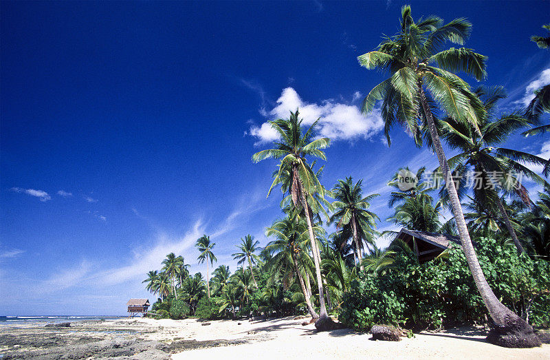 菲律宾，北苏里高，锡亚高岛，椰子树..