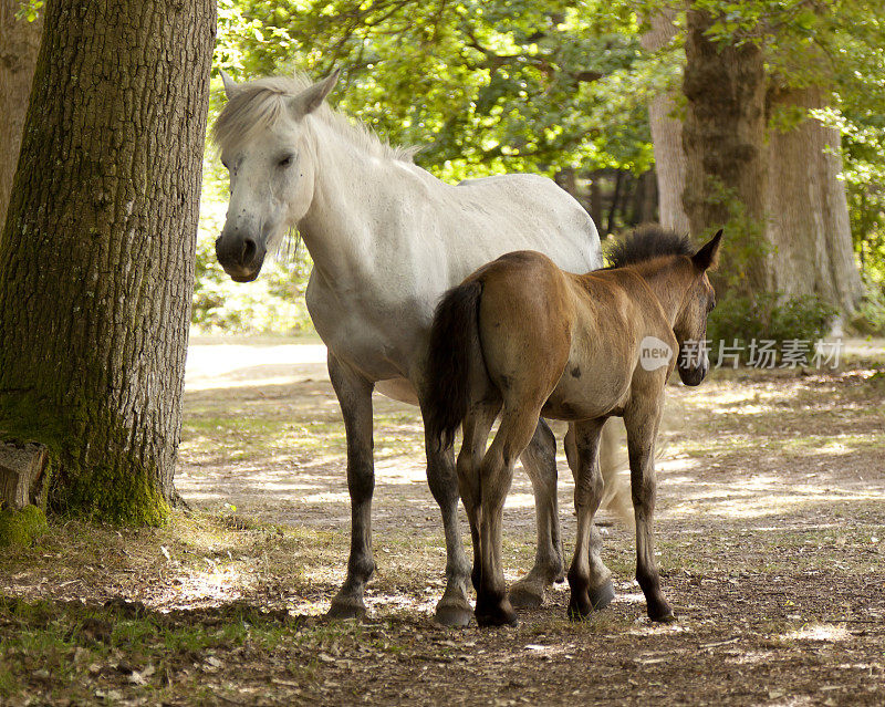 新森林小马-母马和小马驹