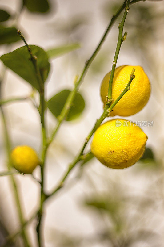 阳光下，成熟的柠檬挂在树枝上。