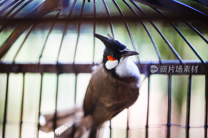 鸟笼里的热带鸟