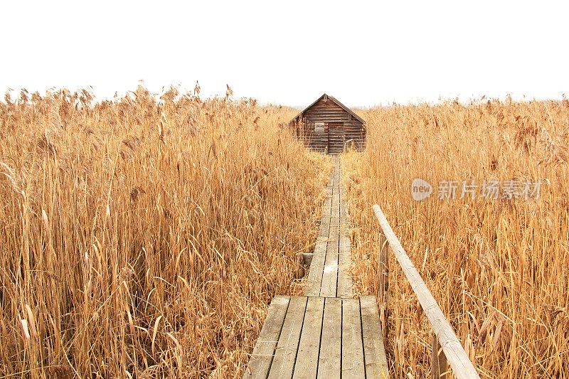 芦苇中的小屋