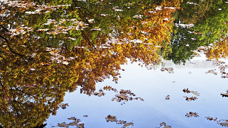 秋叶倒映在池中