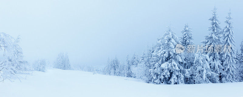 冬季高山景观有高云杉和雪
