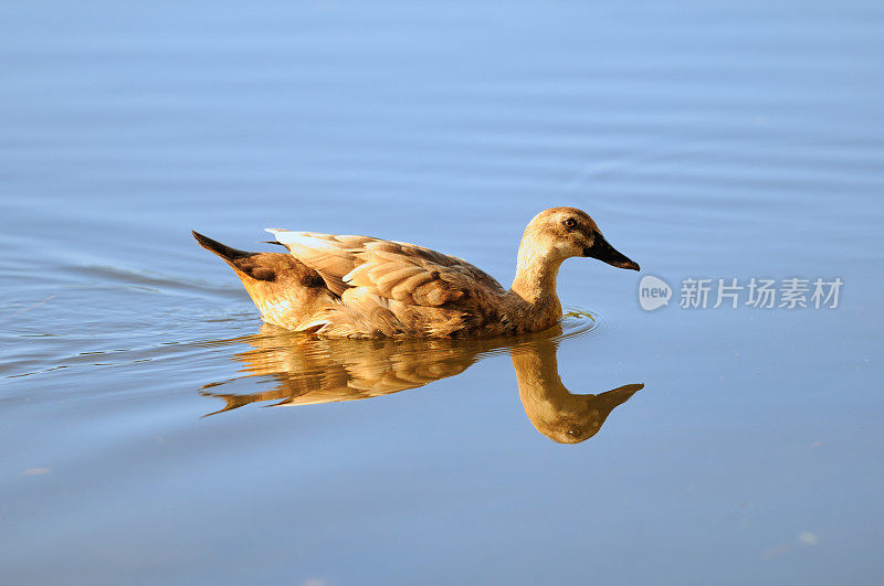 鸭子游泳