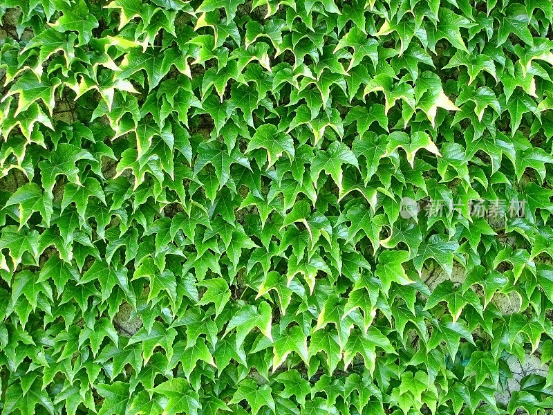 墙上爬满了亮绿色的波士顿常春藤