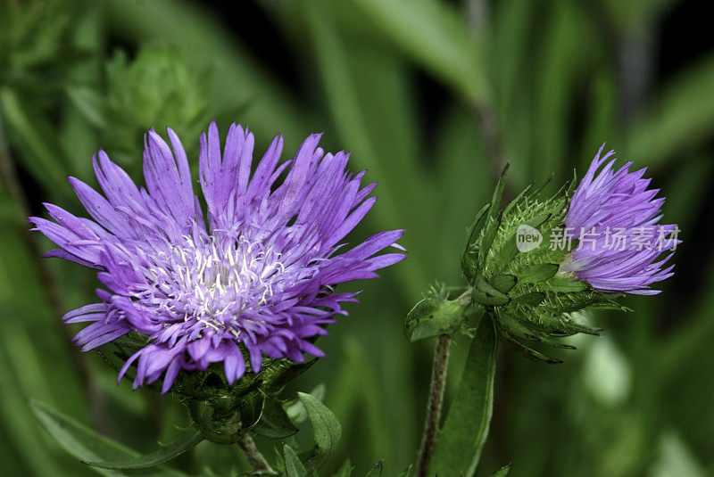 紫色的矢车菊Aster