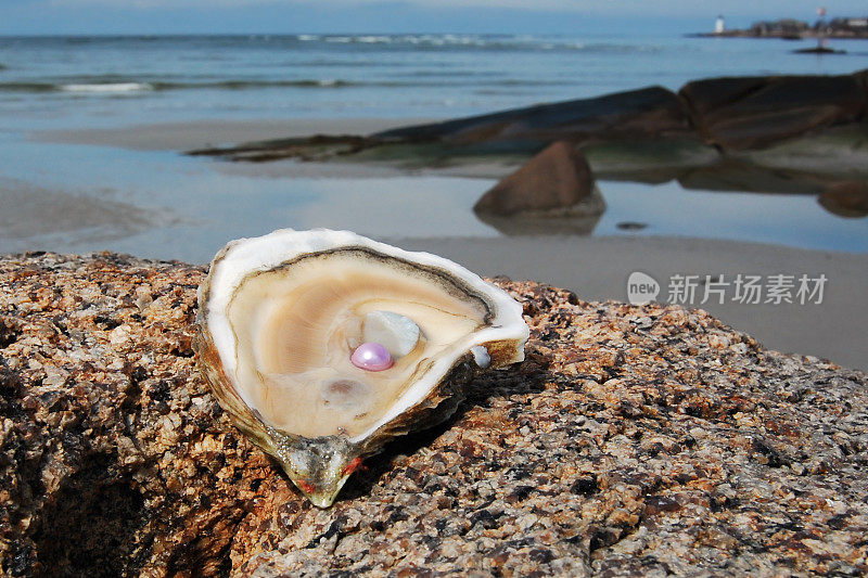 粉珍珠牡蛎