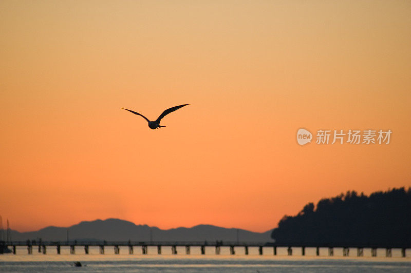 海鸥和橙色的天空