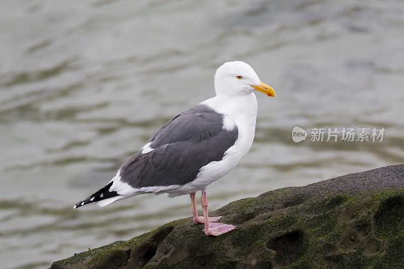 太平洋海鸥