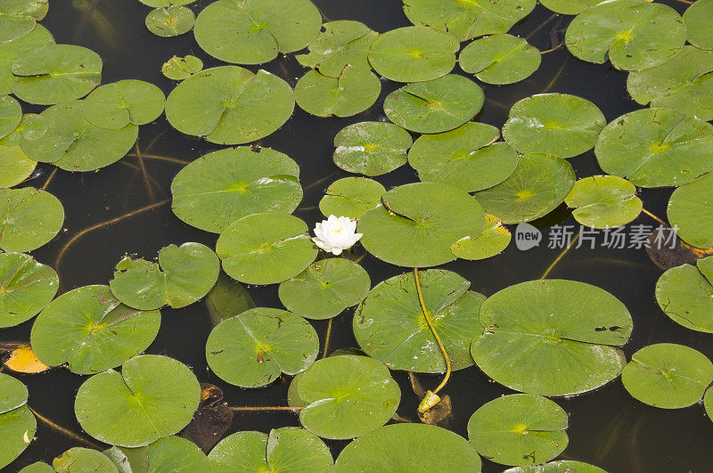 睡莲叶子的花