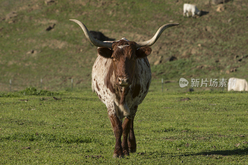 牧场上的德克萨斯长角牛走向摄像机