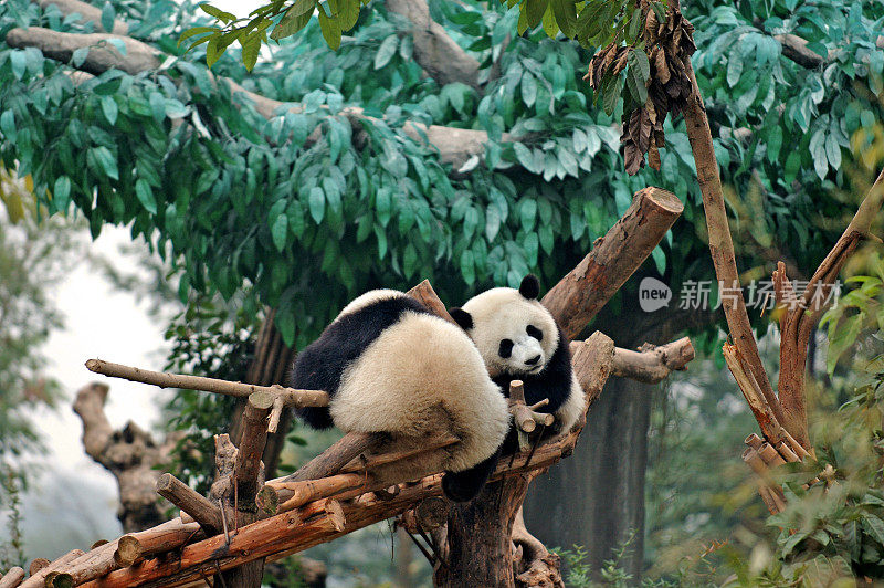 动物:一对在树上睡觉的熊猫