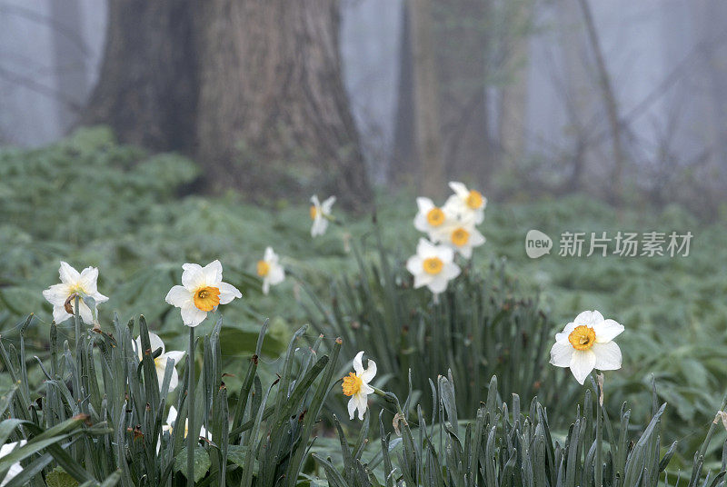 美丽的水仙花