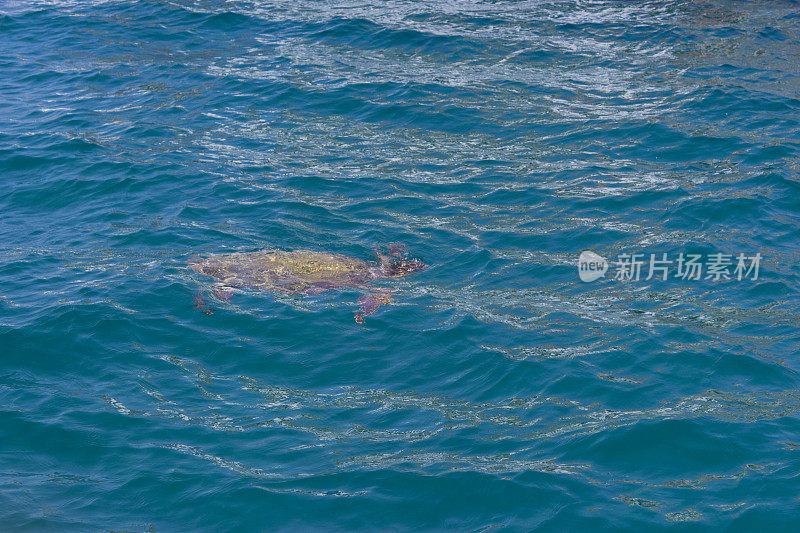 海龟游泳