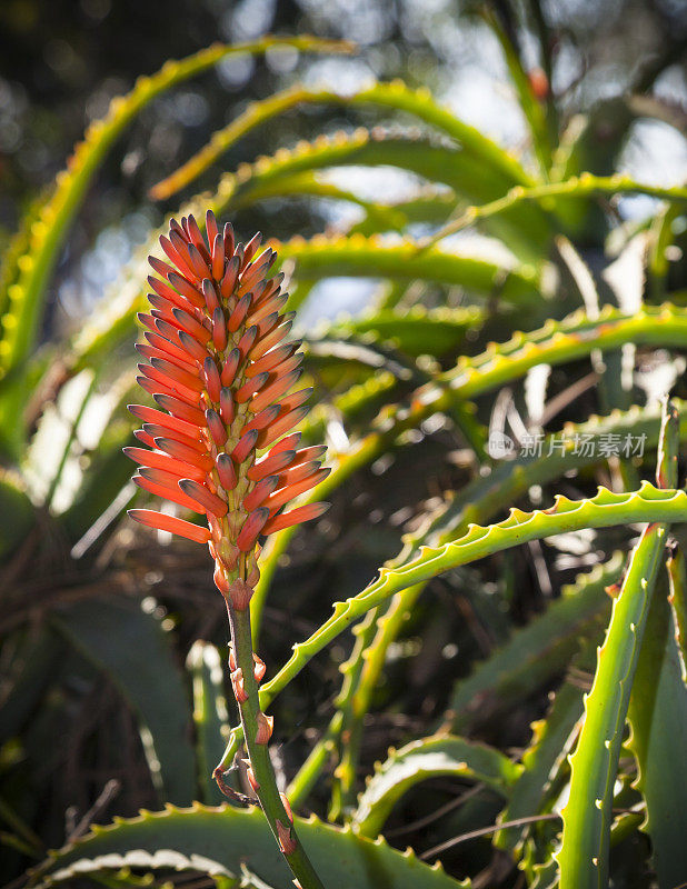 仙人掌开花