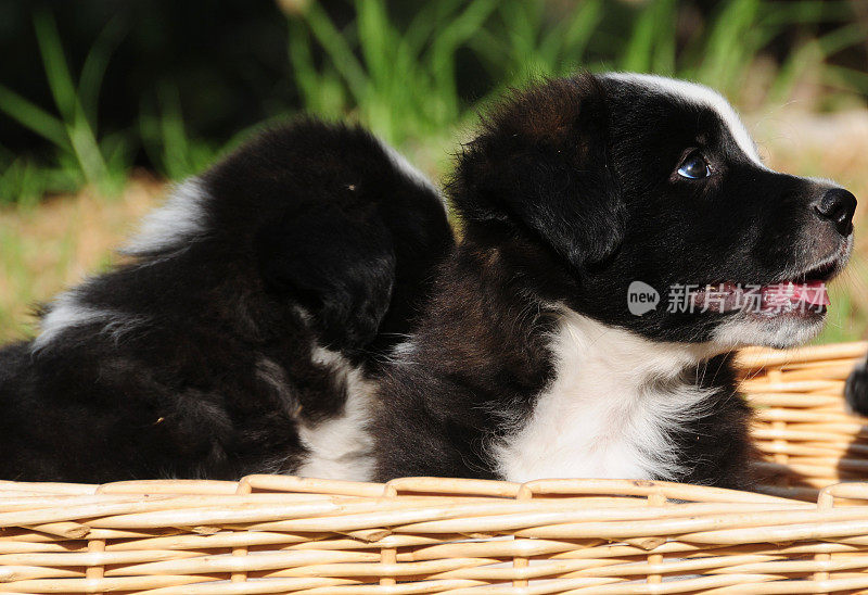 可爱的边境牧羊犬幼犬