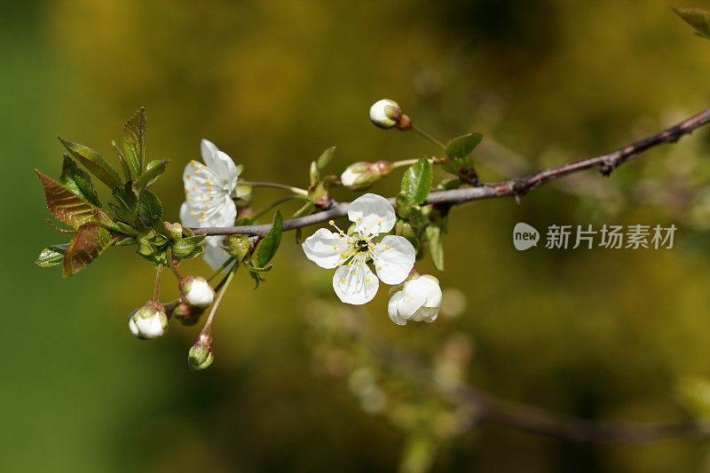 春天的背景-樱花树