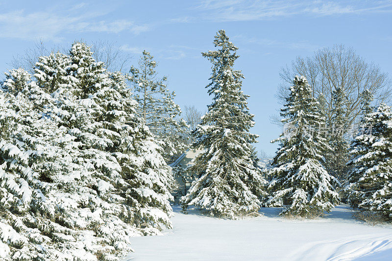 雪松在冬天的自然景色