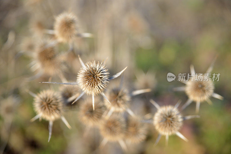 全球蓟植物