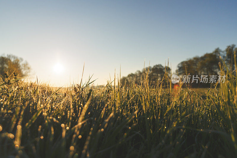 清晨的珍珠