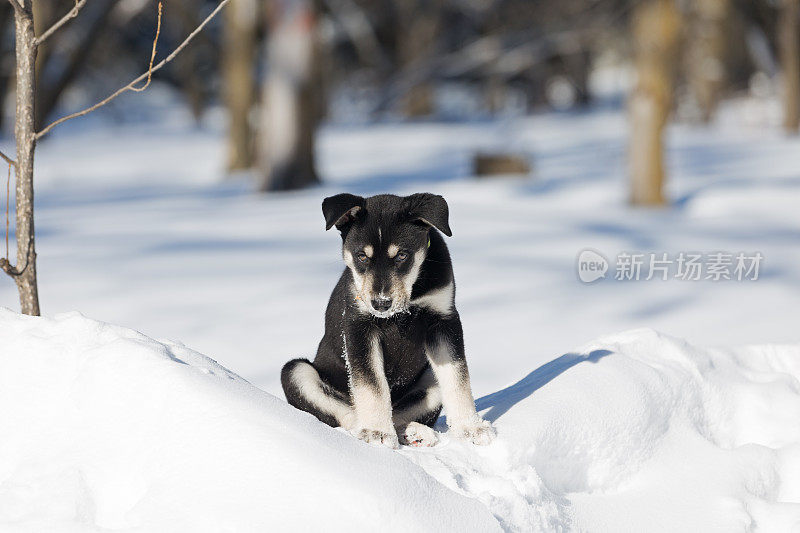 西伯利亚寻回犬幼犬10周大