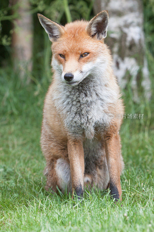 英格兰东南部萨里郡的红狐