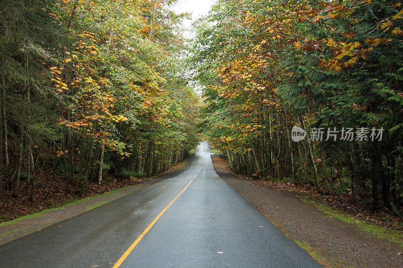 西海岸热带雨林秋天的路与变化的黄叶