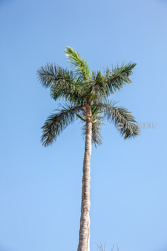 棕榈树和蔚蓝的天空