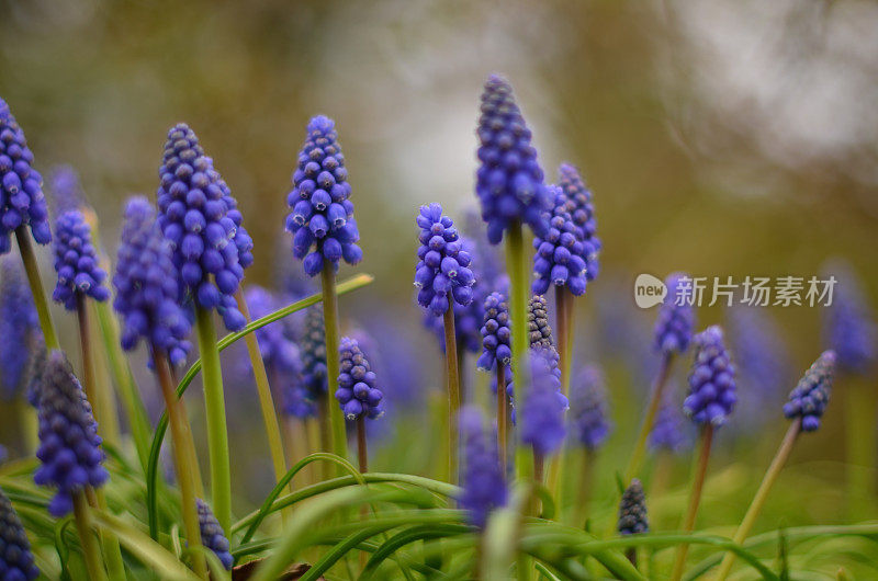 梦幻般的葡萄风信子