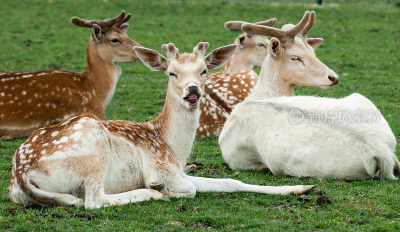 鹿和她的小鹿宝宝在草地上休息