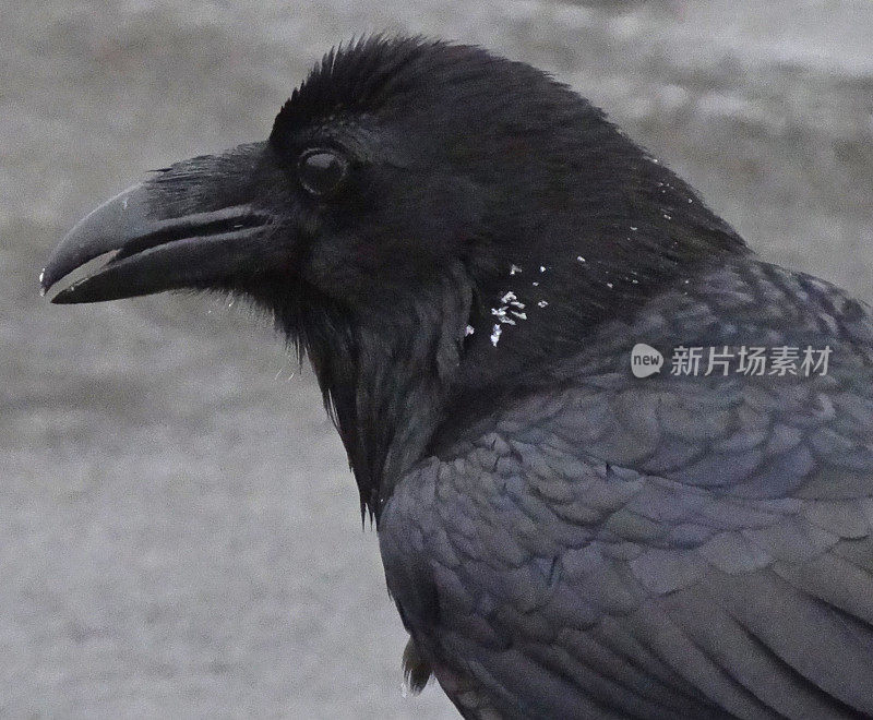 太沙士达山乌鸦