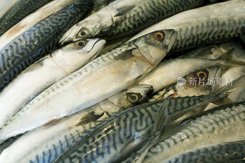 鲜鱼市场的鲭鱼