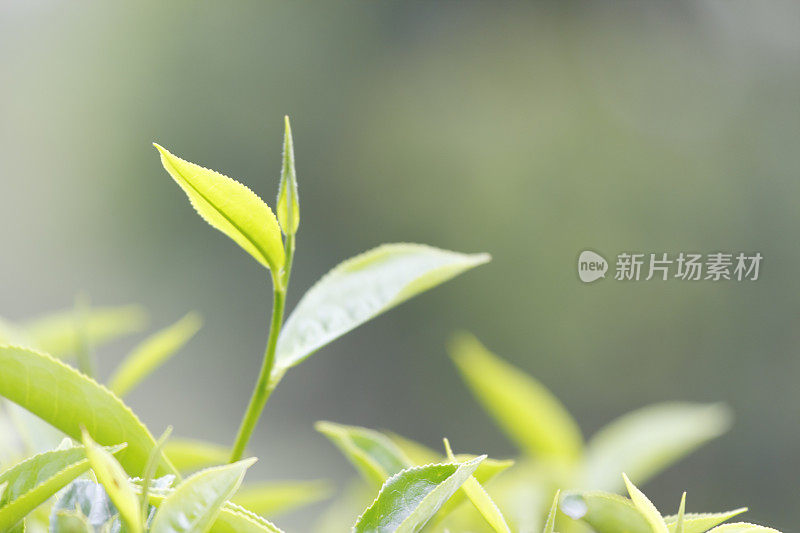 新鲜的绿色锡兰茶叶详细种植园斯里兰卡
