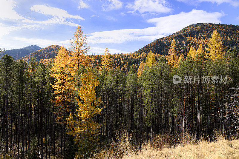 蒙大拿秋天的风景