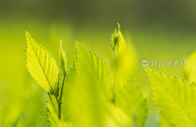 薄荷叶孤立在绿色背景