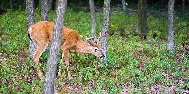 宾夕法尼亚州森林里的野鹿