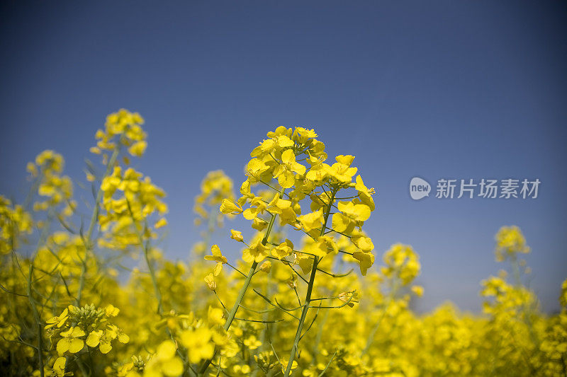 油菜籽的天空