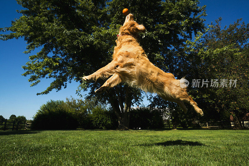 金毛猎犬跳球玩取球