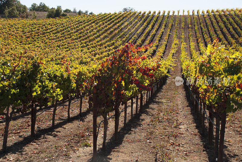 葡萄葡萄园的叶子变成红色黄色的颜色，索诺玛县加利福尼亚